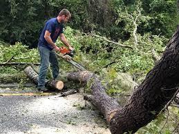 Placentia, CA  Tree Services Company